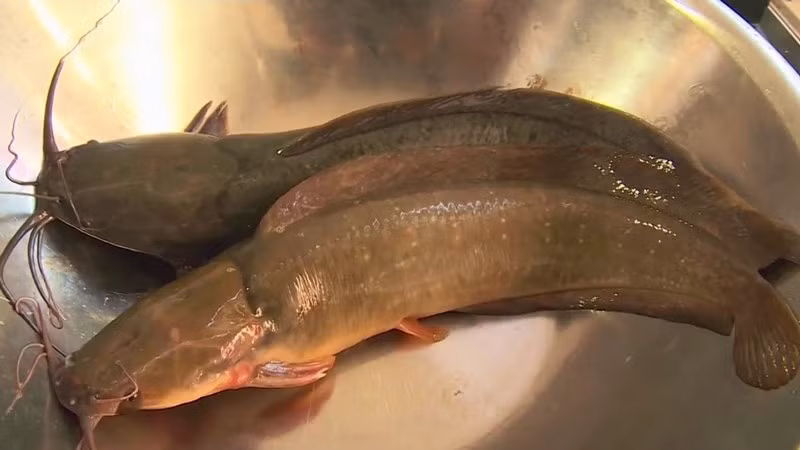 Tuy nhiên, thực tế lại khác, cá da trơn có giá trị dinh dưỡng không thua kém so với các loại cá khác.