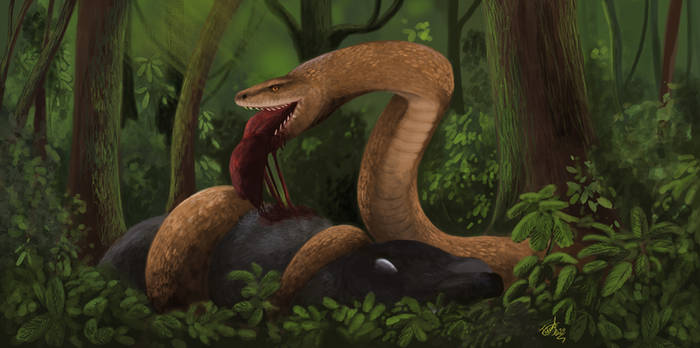 Dòng dõi này được cho là có nguồn gốc từ siêu lục địa phía Nam Gondwana khoảng 100 triệu năm trước.