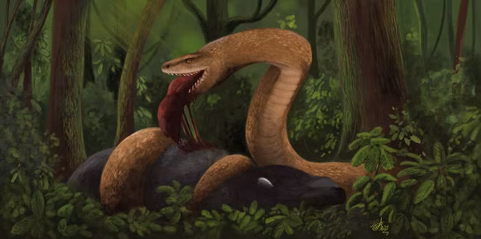 Dòng dõi này được cho là có nguồn gốc từ siêu lục địa phía Nam Gondwana khoảng 100 triệu năm trước.