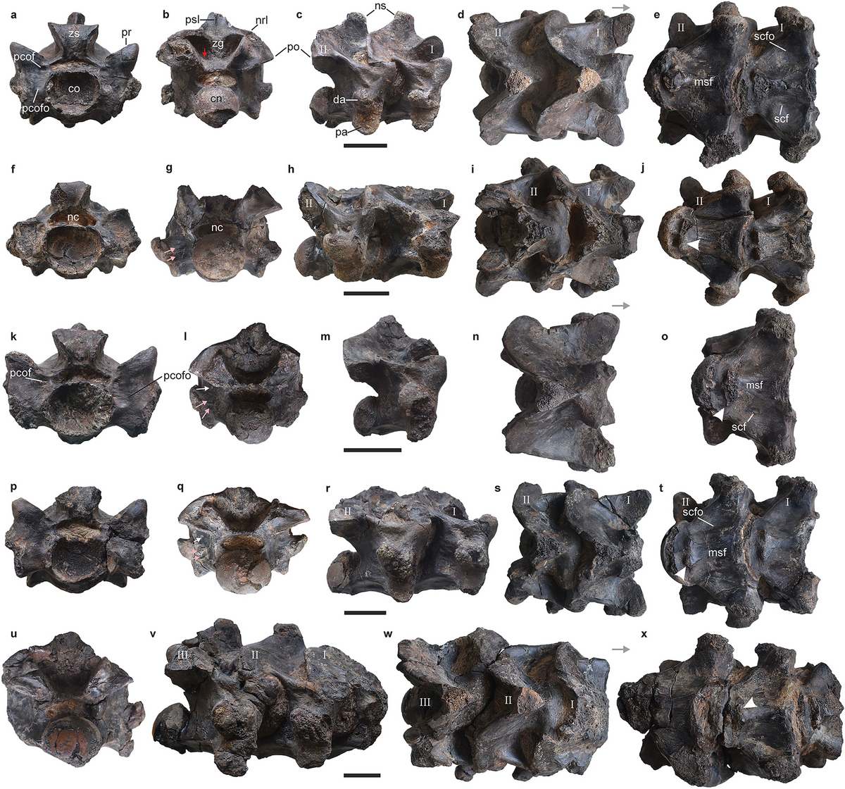 Nhà nghiên cứu đã phân tích mẫu vật và nhận ra rằng nó có chiều dài tối đa khoảng 15,2 m, có thể so sánh với Titanoboa, loài rắn lớn nhất từng được biết đến.