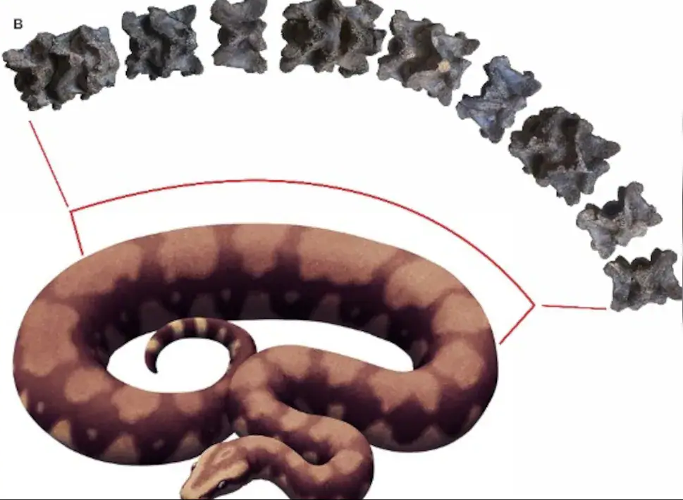 Vasuki Indicus được đặt tên theo con rắn thần trong đạo Hindu.