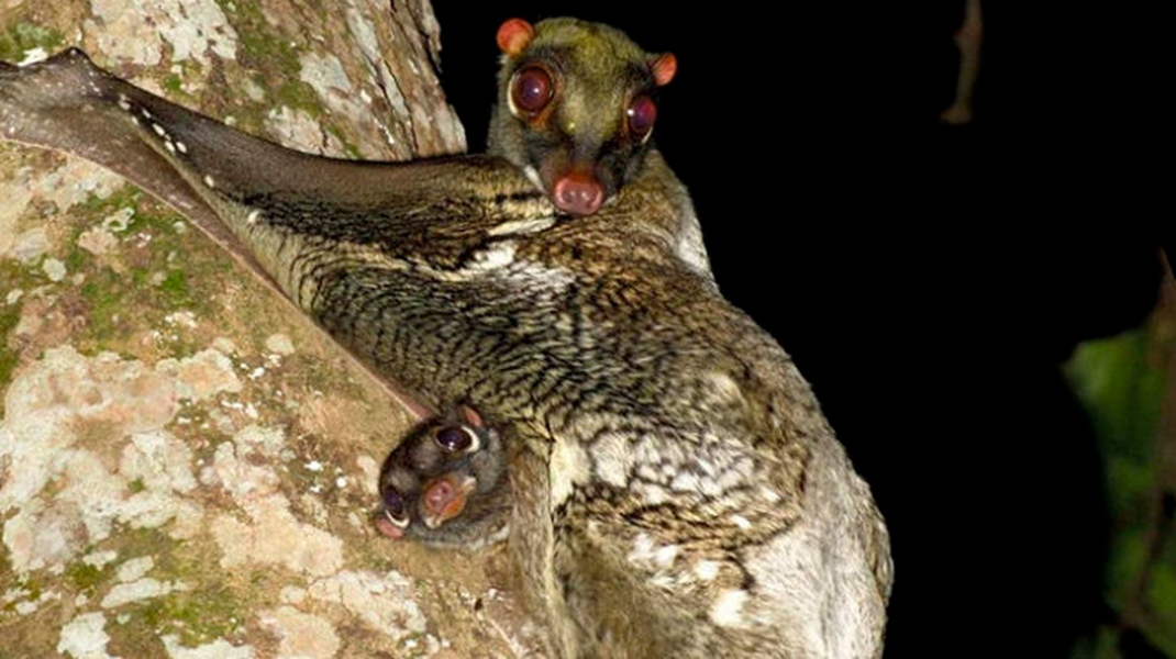 Tuy nhiên, chồn bay vẫn phải đối mặt với các mối đe dọa như săn bắn và phá rừng.