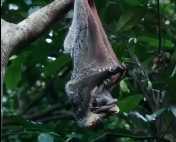 Chồn bay mang thai trong khoảng 60 ngày và nuôi con bằng cách cuộn đuôi và gấp màng lượn của mình thành một chiếc túi để che giấu con trong đó suốt 6 tháng đầu đời.