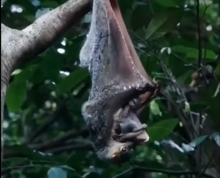 Chồn bay mang thai trong khoảng 60 ngày và nuôi con bằng cách cuộn đuôi và gấp màng lượn của mình thành một chiếc túi để che giấu con trong đó suốt 6 tháng đầu đời.