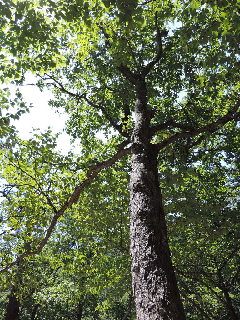 Cây này có thể cao đến 20m và có đường kính thân cây lên đến 0,7m. Vỏ ngoài của cây có màu đỏ tươi hoặc đen, với điểm chấm trắng. Lá của cây có hình dạng bầu dục và thường mọc ở những vùng núi cao trên 700 mét so với mực nước biển.