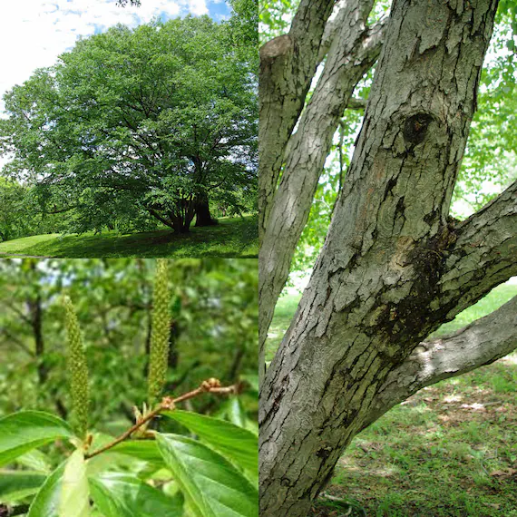 Tuy nhiên, do bị khai thác quá mức và tốc độ sinh trưởng chậm, số lượng cây bạch dương sắt ngày càng giảm, đẩy loài cây này vào bờ vực tuyệt chủng, cần được bảo vệ và quản lý cẩn thận.