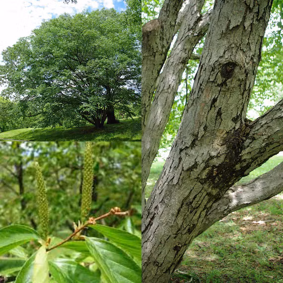 Tuy nhiên, do bị khai thác quá mức và tốc độ sinh trưởng chậm, số lượng cây bạch dương sắt ngày càng giảm, đẩy loài cây này vào bờ vực tuyệt chủng, cần được bảo vệ và quản lý cẩn thận.