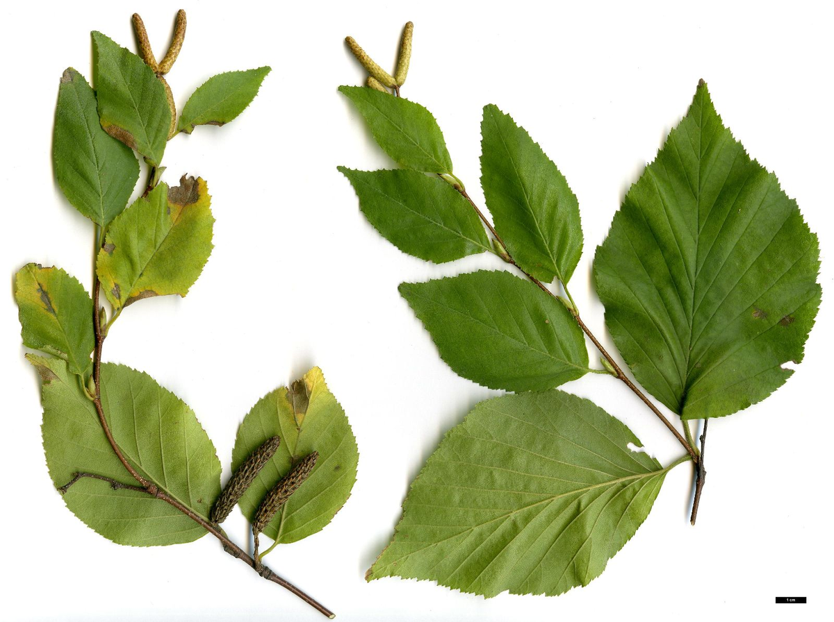 Ngoài ra, lá và thân cây cũng được sử dụng để điều trị nhiều bệnh như phù, sưng, gút, và thấp khớp.