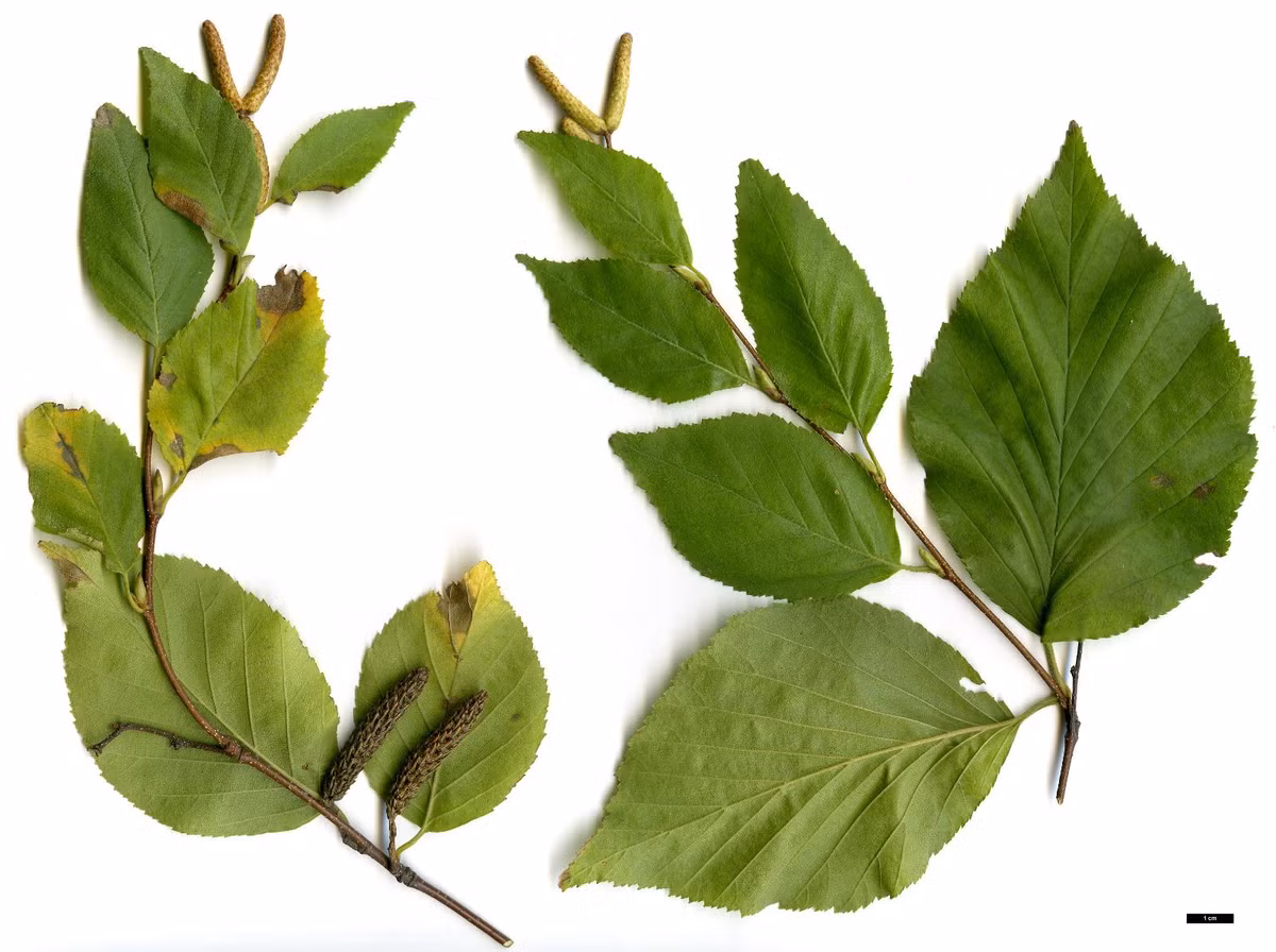 Ngoài ra, lá và thân cây cũng được sử dụng để điều trị nhiều bệnh như phù, sưng, gút, và thấp khớp.