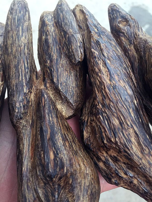Trầm hương có tên khoa học là Agarwood, tên gọi chung cho một chi thực vật thuộc họ Dó (aquilaria) gồm 17 loài. Phân bố rải rác ở các quốc gia Châu Á như Lào, Campuchia, Thái Lan, Indonesia, Trung Quốc... và Việt Nam.