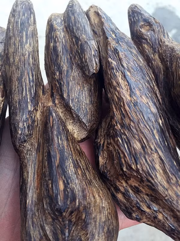 Trầm hương có tên khoa học là Agarwood, tên gọi chung cho một chi thực vật thuộc họ Dó (aquilaria) gồm 17 loài. Phân bố rải rác ở các quốc gia Châu Á như Lào, Campuchia, Thái Lan, Indonesia, Trung Quốc... và Việt Nam.