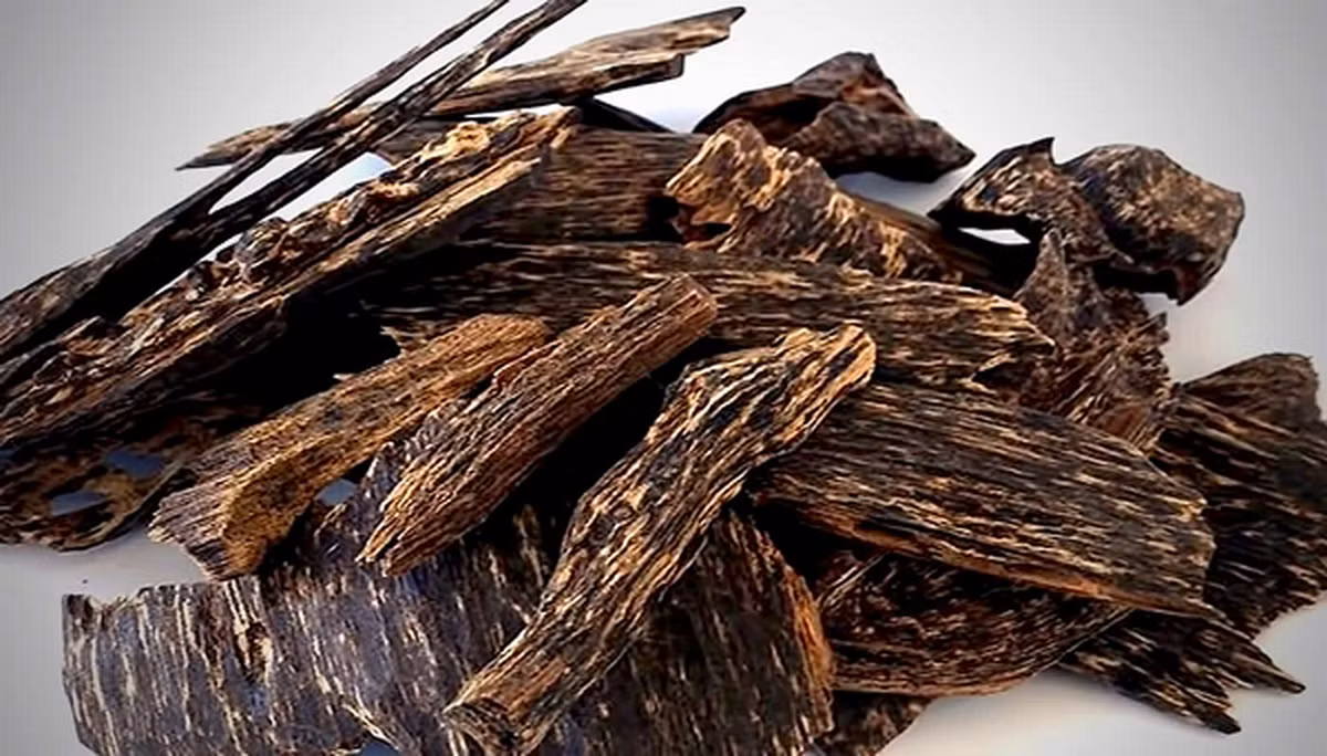 Trầm hương thực chất là lượng dầu kết tinh trong gỗ cây Dó. Nó là phần gỗ chứa nhiều nhựa thơm sinh ra từ thân cây dó mọc nhiều trong những cánh rừng già của Việt Nam ngày xưa.