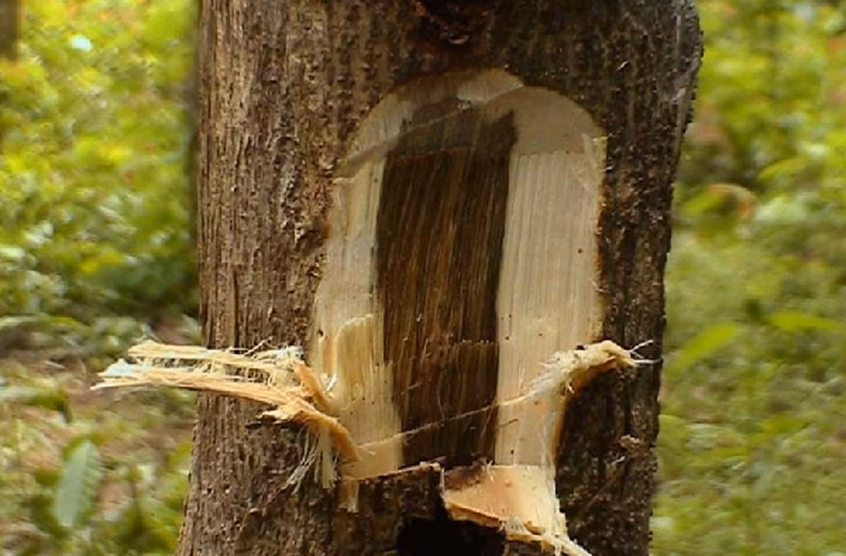 Những cây dó có trầm thường bị xơ xác và thân có u, bướu, bị sâu đục, gò mối đóng, mảnh bom đạn găm vào, cây bị giông gió làm gãy cành hay bị sét đánh.