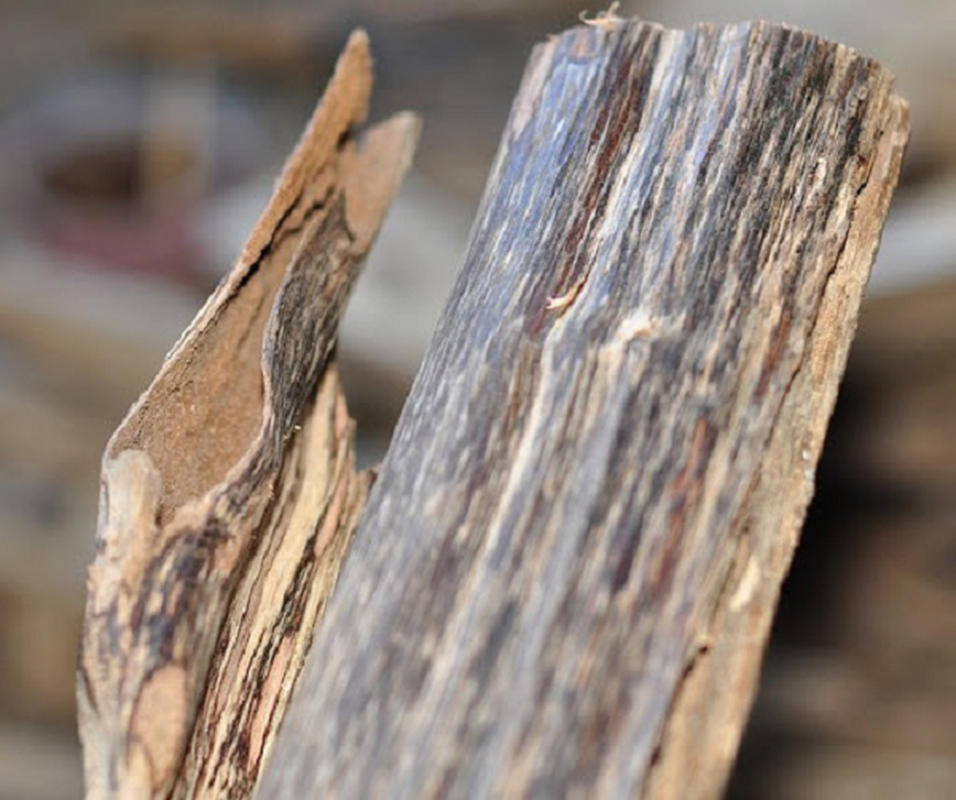 Khi cây dó bị thương, chất dầu trong cây tụ lại để kháng cự sự phá hoại nhiễm bệnh từ bên ngoài, chất dầu đọng lại đó dần dần biến tính và thành trầm, tuỳ theo thời gian hình thành và mức độ nhiễm mà cho ra được những khối trầm to nhỏ và hình dáng khác nhau.