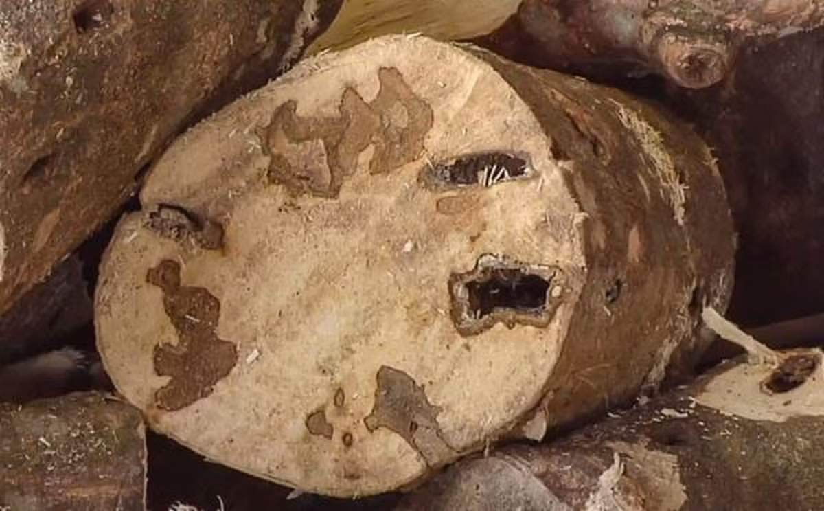 Trầm hương được mô tả như một sản phẩm của sự giàu có và sang trọng trong văn bản lâu đời nhất thế giới, kinh Veda bằng tiếng Phạn, có niên đại 1.400 trước Công nguyên. Hương thơm tạo ra từ trầm hương đã được đánh giá cao trong nhiều nền văn hóa và tôn giáo xuyên suốt quá trình lịch sử