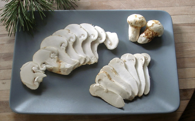 Đặc biệt, nấm này chỉ mọc tại rừng thông đỏ, trên rễ của những cây thông lớn, điều khiến nó trở nên quý hiếm hơn cả.