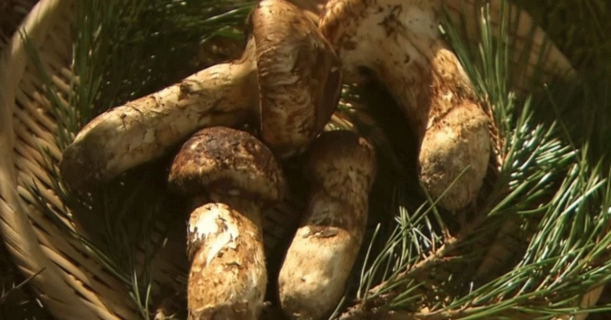 Mặt khác, nấm tùng nhung có mùi vị đặc trưng, thịt dày, ăn giòn và ngọt thanh, đồng thời có giá trị dinh dưỡng cao và được coi là phương thuốc quý trong Đông y.