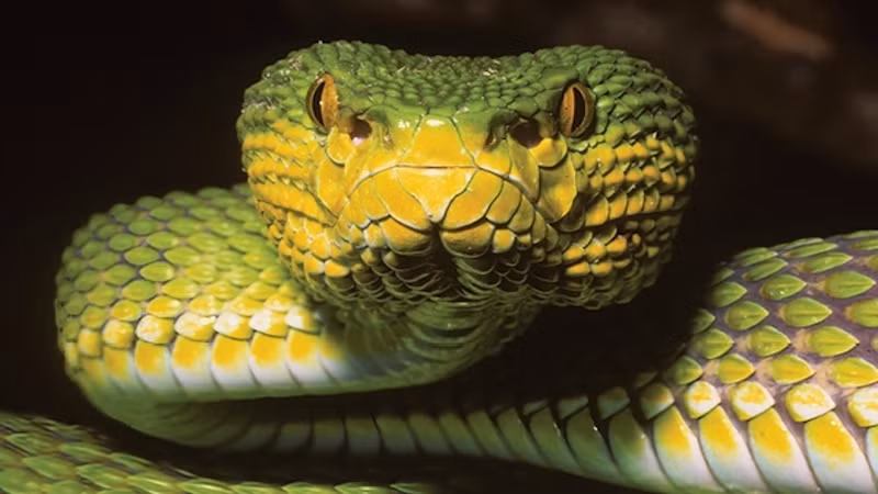 Tuy nhiên, nghiên cứu mới đã xác định rằng loài rắn lục Ayeyarwady không phải là loài lai mà là một loài riêng biệt.