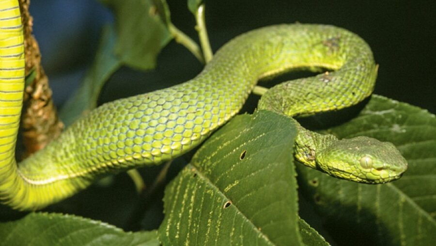 Một số cá thể có màu xanh đậm với các đốm, trong khi các cá thể khác có màu xanh lục sáng mà không có vết đốm, tạo nên sự đa dạng độc đáo.