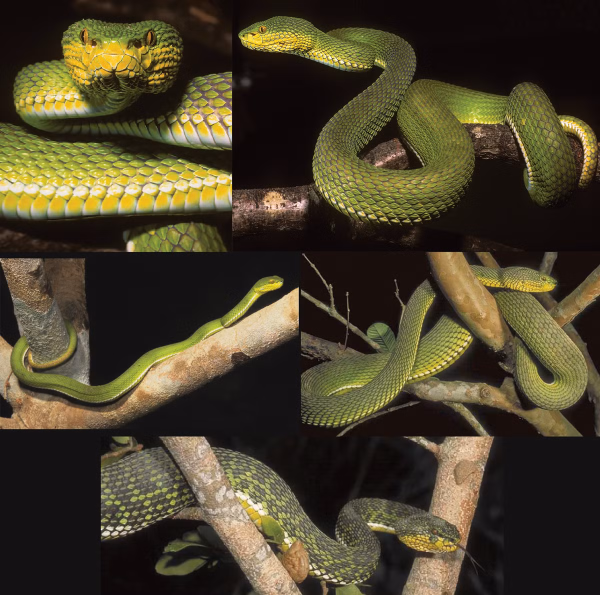 Loài rắn này là một hiện tượng độc đáo vừa giống vừa khác với họ hàng gần nhất của nó.