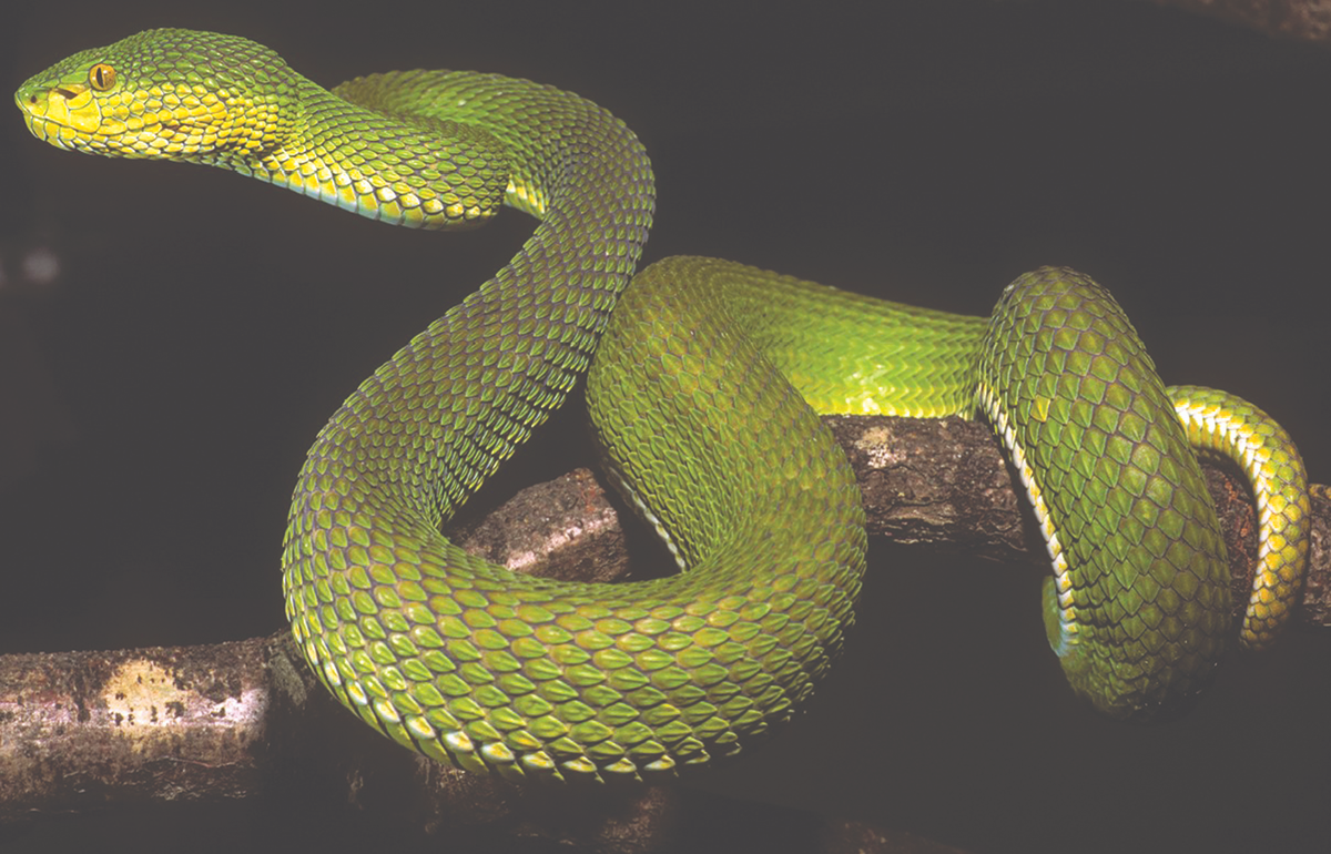 Các nhà nghiên cứu tin rằng loài rắn lục Ayeyarwady có thể đã trao đổi gen với các loài rắn khác trong quá khứ, điều này giải thích sự đa dạng màu sắc và hình dạng của nó.