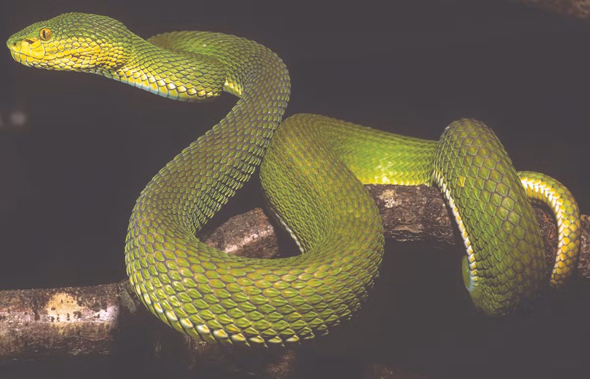 Các nhà nghiên cứu tin rằng loài rắn lục Ayeyarwady có thể đã trao đổi gen với các loài rắn khác trong quá khứ, điều này giải thích sự đa dạng màu sắc và hình dạng của nó.