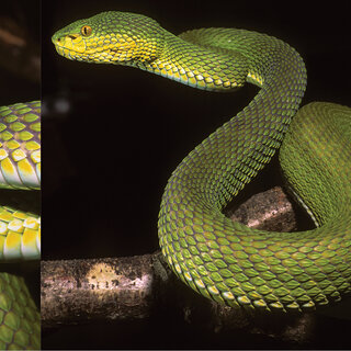 Trong thế giới rắn, việc phân biệt loài mới với loài hiện có là một thách thức lớn do nhiều thành viên của cùng một loài có thể có màu sắc và hình dạng khác nhau.