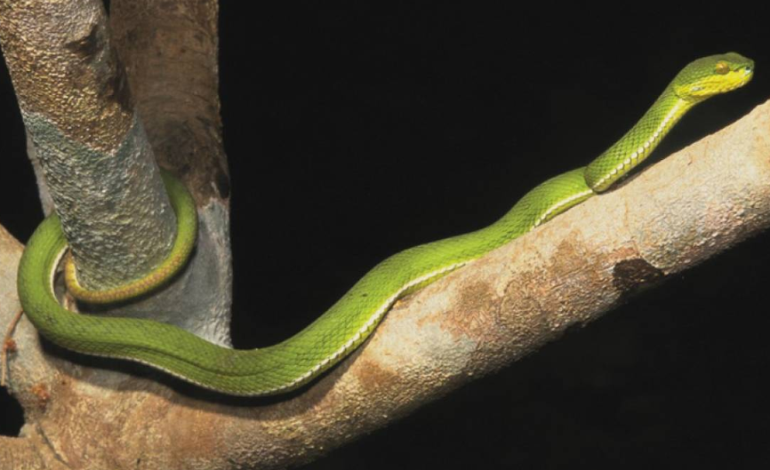 Một loài rắn lục mới độc đáo với màu sắc đa dạng đã được phát hiện ở Myanmar, được đặt tên là rắn lục Ayeyarwady (Trimeresurus ayeyarwadyensis) theo tên con sông lớn nhất ở Myanmar.