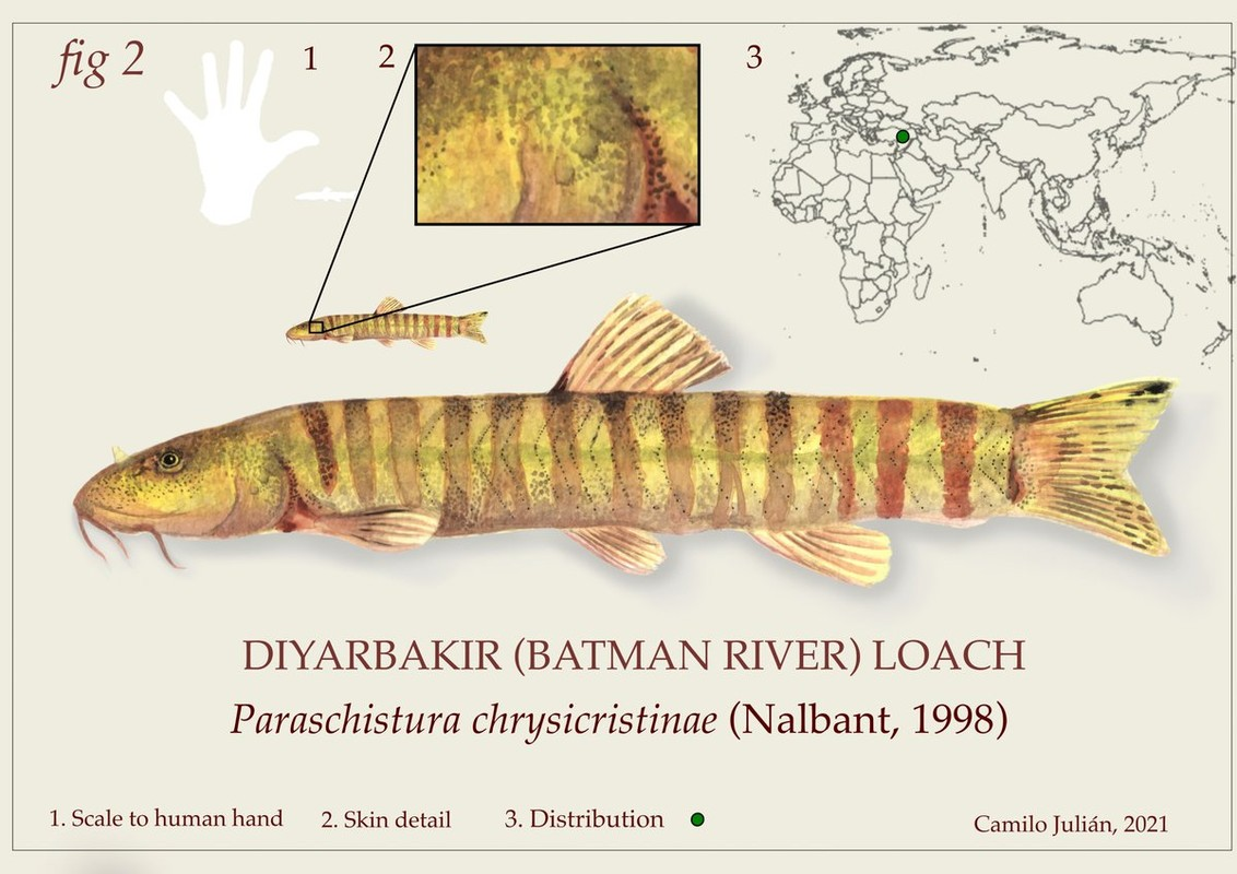 Phó giáo sư Cüynet Kaya của Đại học Recep Tayyip Erdogan cho biết, việc phát hiện lại loài cá này đã mang lại niềm vui lớn và ông cảm thấy tự hào với sự quan tâm của cộng đồng quốc tế đối với loài đặc hữu của nước Thổ Nhĩ Kỳ.