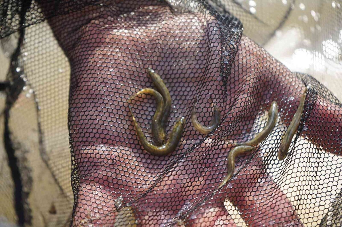 Sau nhiều nỗ lực, đội thám hiểm đã tìm thấy loài cá chạch sông Batman ở Suối Sarim và các suối khác ở thượng nguồn Đập Batman.