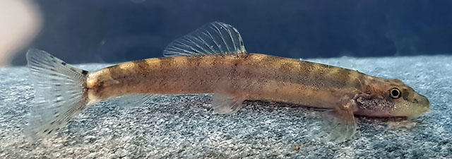 Họ nhấn mạnh rằng cần tiếp tục nghiên cứu để hiểu rõ hơn về tình trạng phân bố của loài cá hiếm này và hy vọng có thể đảm bảo sự tồn tại trong tương lai của loài.