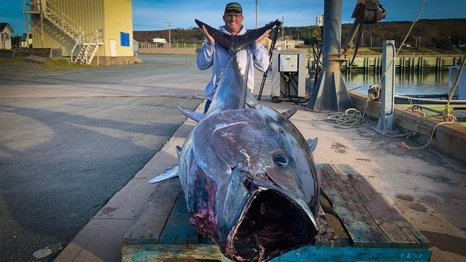 Trên thế giới, giá cá ngừ vây xanh được xếp vào hàng đắt đỏ bậc nhất.