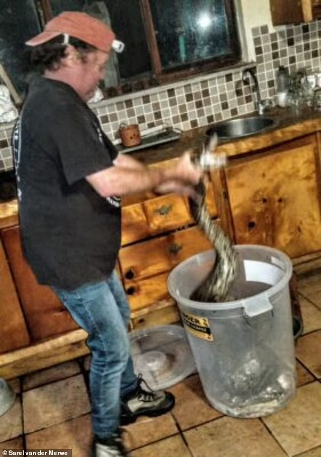 Trong hoảng loạn, Sharon đã dùng chảo nướng đập vào đầu con trăn nhiều lần, khiến nó rú lên và rút lui. Sau đó, cô đã gọi cho chuyên gia bắt rắn địa phương, Sarel Van der Merwe đến giúp đỡ. Sarel và đồng nghiệp của ông đã cùng nhau bắt con trăn ra khỏi nhà bếp.