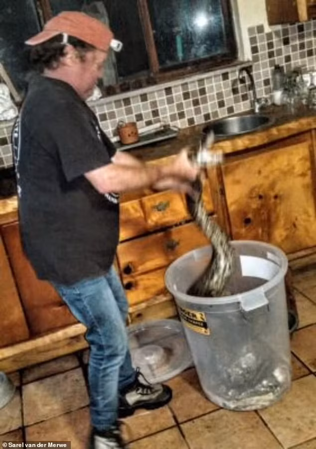 Trong hoảng loạn, Sharon đã dùng chảo nướng đập vào đầu con trăn nhiều lần, khiến nó rú lên và rút lui. Sau đó, cô đã gọi cho chuyên gia bắt rắn địa phương, Sarel Van der Merwe đến giúp đỡ. Sarel và đồng nghiệp của ông đã cùng nhau bắt con trăn ra khỏi nhà bếp.