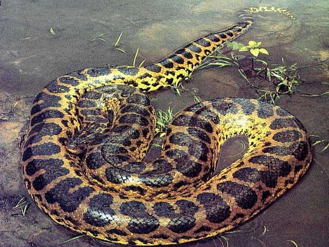 Trăn Nam Phi (tên khoa học: Python natalensis) là loài trăn lớn nhất Nam Phi, con đực nặng khoảng 44 kg, dài 4,25 m, trong khi con cái có thể nặng tới 55 kg và dài 5 m.
