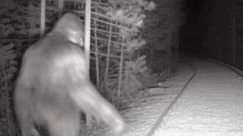 Tuy nhiên, cơ quan chức năng đã phủ nhận giả thiết về sự tồn tại của Bigfoot, chỉ ra rằng tiếng hú có thể thuộc về một loài động vật khác.