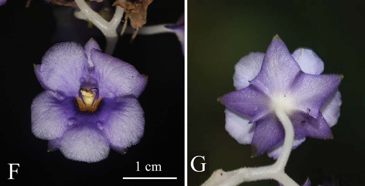 Các nhà khoa học cảnh báo rằng loài thực vật này đang đứng trước tình trạng nguy hiểm, số lượng tự nhiên rất ít.