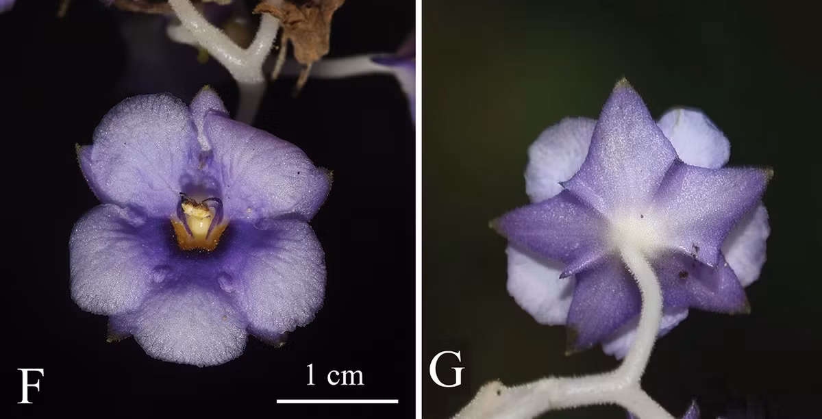 Các nhà khoa học cảnh báo rằng loài thực vật này đang đứng trước tình trạng nguy hiểm, số lượng tự nhiên rất ít.