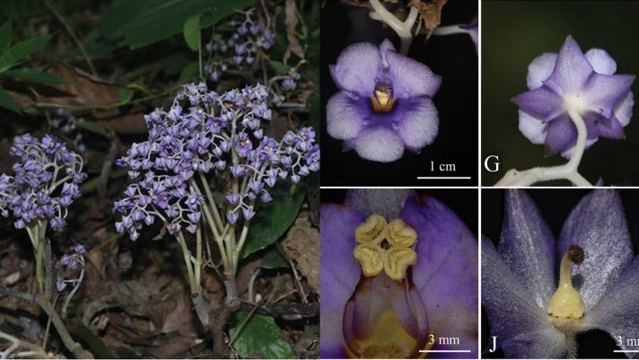 Mặc dù vừa mới được phát hiện, Stauranthera floribunda đã đối mặt với nguy cơ bị tuyệt chủng trong tự nhiên.