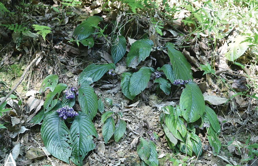 Do đó, họ đề xuất đưa Stauranthera floribunda vào Danh sách đỏ của Liên minh Bảo tồn Thiên nhiên Quốc tế (IUCN).