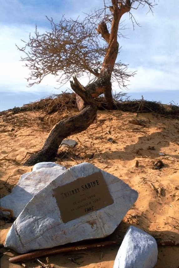 Mặc dù đã chết, cây keo Ténéré vẫn được tôn vinh trong văn hóa và trở thành ngọn hải đăng cho những đoàn xe chở muối đi qua sa mạc Sahara.