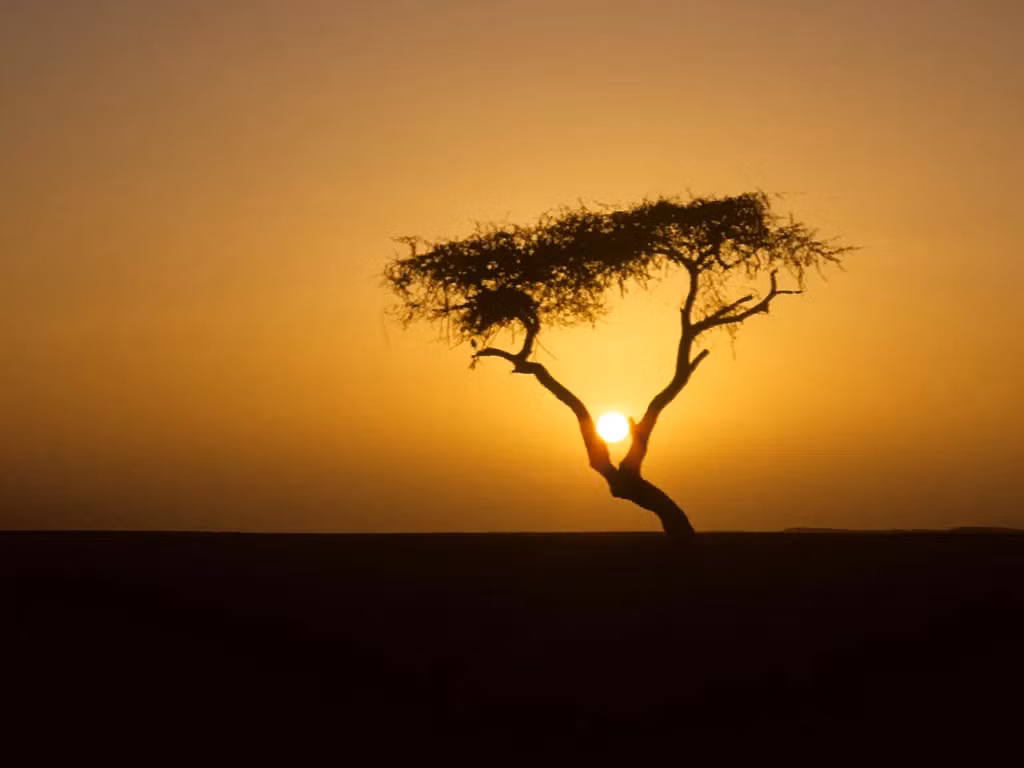 Trải qua hàng thế kỷ, cây keo Ténéré đã trở thành một biểu tượng văn hóa và cũng là một điểm nhấn trên bản đồ, với tên gọi "cây cô đơn nhất thế giới".