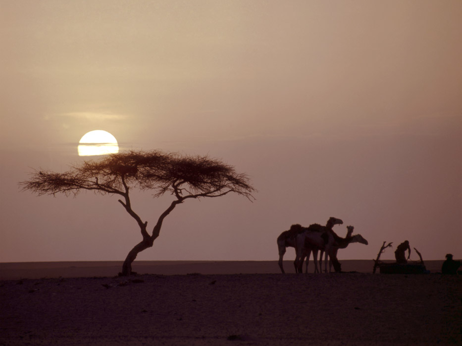 Cây keo Ténéré vẫn sống trong những tác phẩm nghệ thuật và văn hóa, trở thành biểu tượng của sức sống mãnh liệt và cũng là lời cảnh báo về sự tàn phá môi trường của con người.