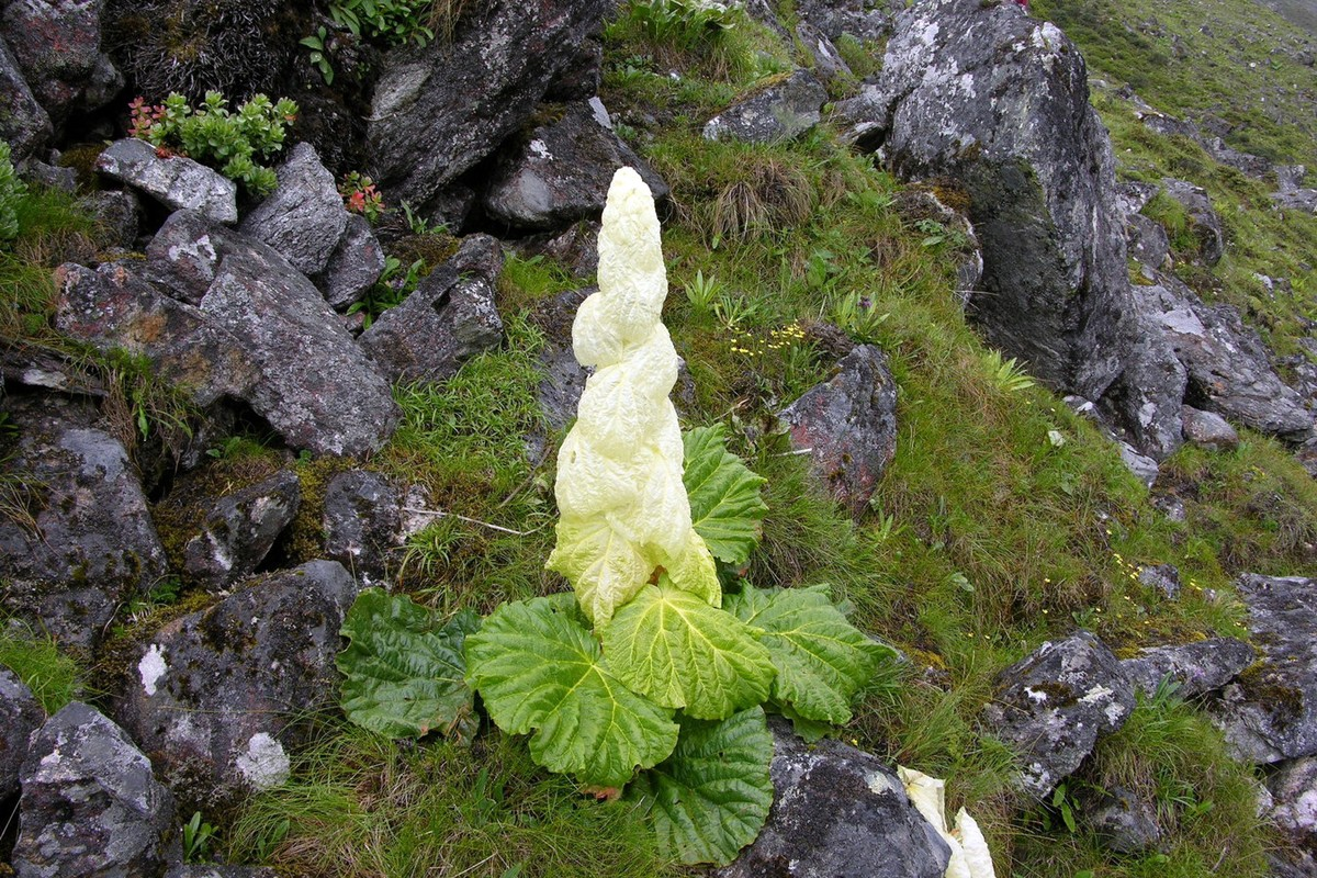 Điều làm nên sự đặc biệt cho đại hoàng Sikkim là những cụm hoa hình tháp có thể cao đến 2 mét, gồm một trục thẳng đứng với các lá bắc chồng lên nhau đều đặn, có màu vàng nhạt hoặc phớt hồng.