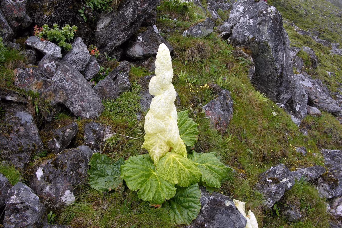 Điều làm nên sự đặc biệt cho đại hoàng Sikkim là những cụm hoa hình tháp có thể cao đến 2 mét, gồm một trục thẳng đứng với các lá bắc chồng lên nhau đều đặn, có màu vàng nhạt hoặc phớt hồng.