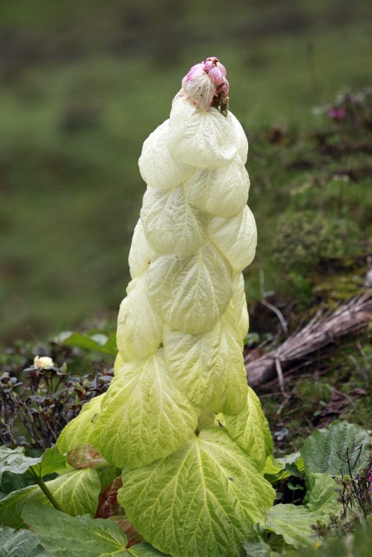 Cây Rheum nobile là một loài cây thân thảo có lá mọc sát đất. Những chiếc lá của chúng mọc vòng quanh thân, có kích thước lớn, màu xanh lục, cuống lá và gân lá màu đỏ. Rễ cây dài 1-2 mét, bên trong màu vàng sáng.