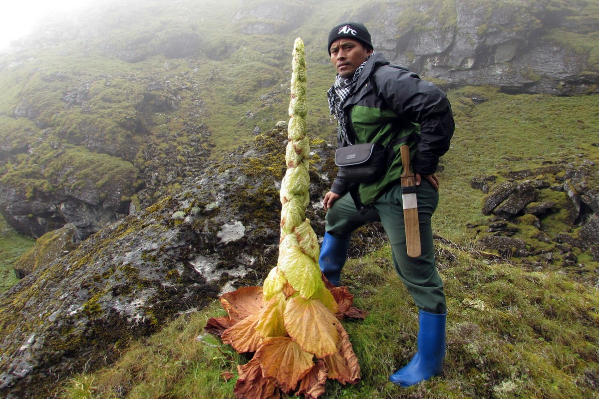 Những chiếc lá bắc của loài cây này có độ trong mờ, ánh sáng có thể xuyên qua, tạo ra hiệu ứng nhà kính, đồng thời có khả năng ngăn chặn bức xạ cực tím.