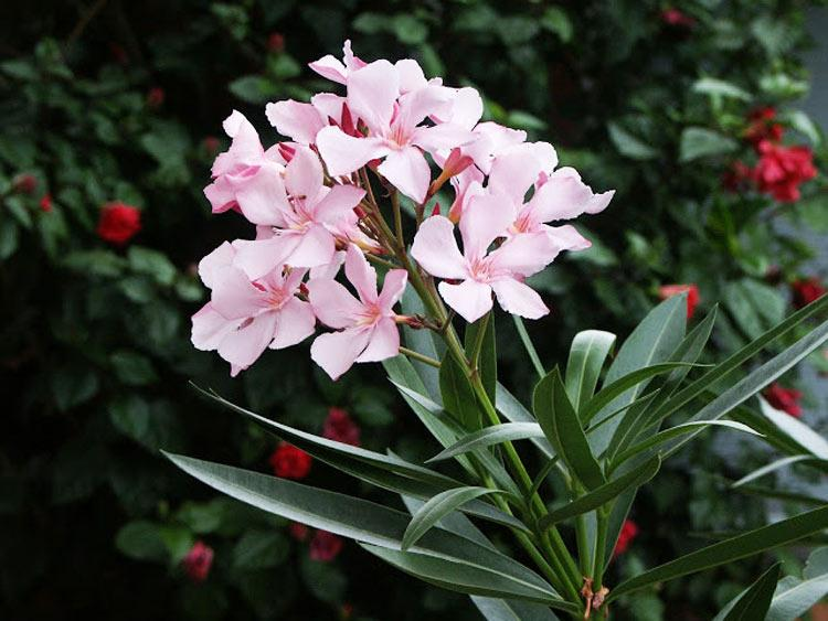 2. Hoa Trúc Đào (Nerium Oleander): Chứa nhiều hợp chất độc như oleandrin và neriin, có thể gây tử vong ngay cả khi tiếp xúc với lượng nhỏ.