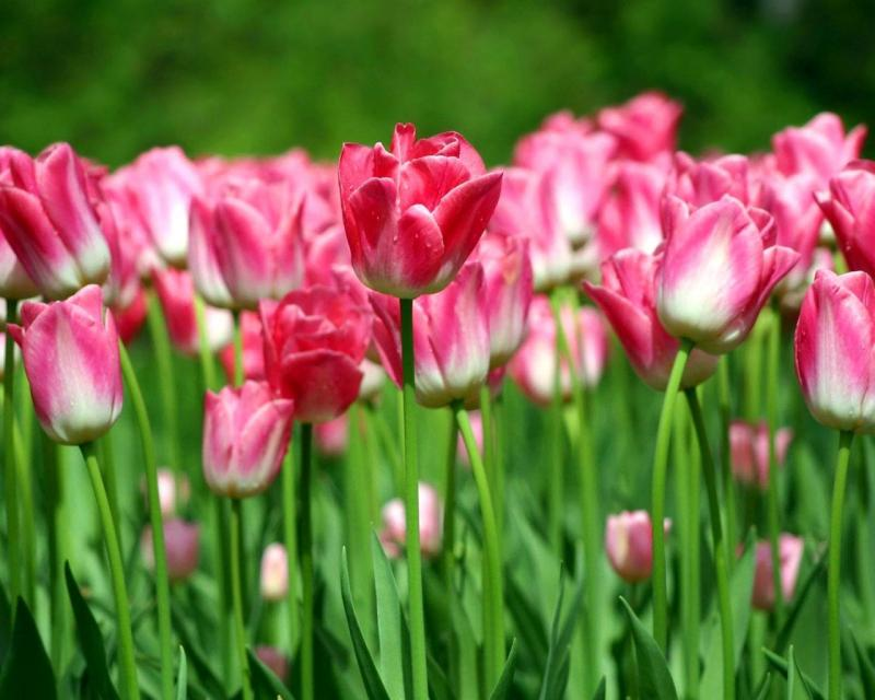4. Hoa Tulip: Củ của cây hoa tulip chứa chất tulipene, gây ra các triệu chứng như chóng mặt và buồn nôn nếu tiêu thụ.