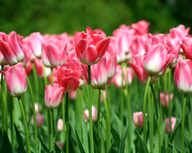 4. Hoa Tulip: Củ của cây hoa tulip chứa chất tulipene, gây ra các triệu chứng như chóng mặt và buồn nôn nếu tiêu thụ.